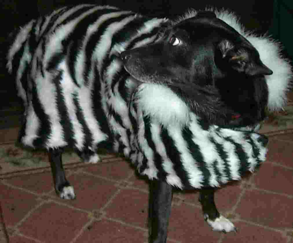 faux zebra, no trim